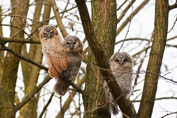 Owls