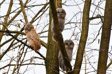 Owls