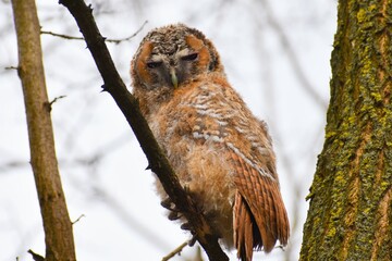 Owl