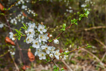 Mirabelle plums tree orchard white blossom