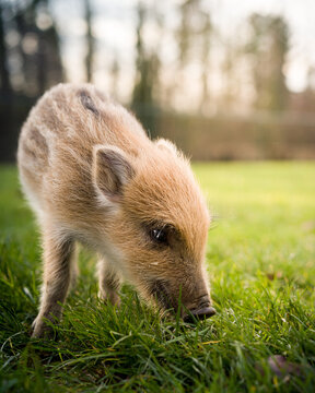 Jeune marcassin - b&eacute;b&eacute; cochon sauvage
