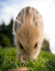Jeune marcassin - bébé cochon sauvage