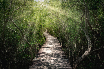 Obraz premium Wooden Bridge in mangrove forest at daytime