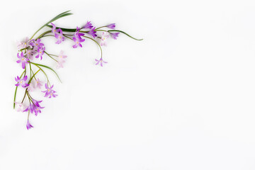 creative flatlay, a bouquet of delicate purple chionodox flowers, glory of the snow, a bouquet on a white background