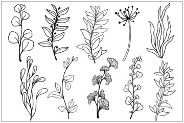Set of linear sketches of herbs, leaves, branches, flowers, berries. Vector black and white graphics.