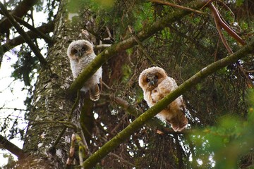 Owls