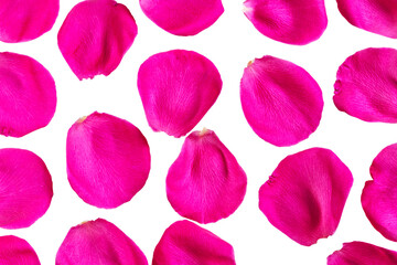 Colorful petals of rose isolated on white.