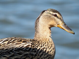 close up of a duck