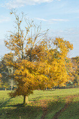 Fototapeta na wymiar Yellow Tree in Autumn in a Pasture in Ohio's Amish Country