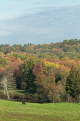 Horse Grazing in a Pasture in Front of Colorful Early Autumn Trees on a Hill