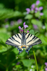 Papilionidae / Erik Kırlangıçkuyruğu / Scarce Swallowtail / Iphiclides podalirius