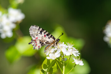 Papilionidae / Orman Fistosu / Eastern Festoon / Zerynthia cerisyi