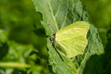  Orakkanat » Gonepteryx rhamni » Brimstone