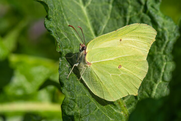 Fototapeta premium Orakkanat » Gonepteryx rhamni » Brimstone