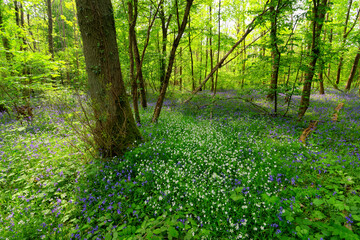 Obraz premium Bluebells and underwood in Fontainebleau forest. Ile-De-France region. 