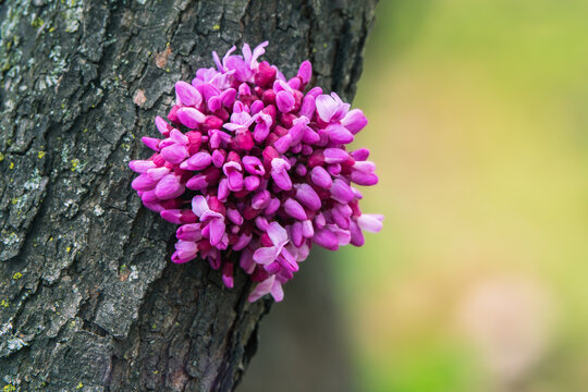 Spring  blossom - American Redbud - cercis canadensis