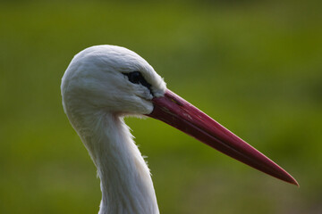 Weißstorch 
White stork