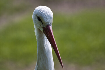Weißstorch 
White stork