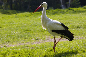 Weißstorch 
White stork