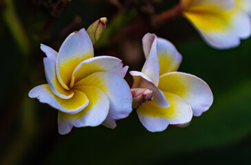 Obraz na płótnie Canvas Frangipani flower with buds in garden
