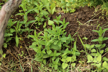 Green Mint Plant Grow Background.