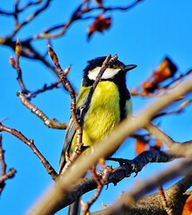 yellow wagtail on a branch