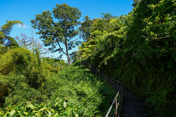 Fototapeta na wymiar Stairs in the jungle on the trail to Akaka Falls the Big Island of Hawaii, United States