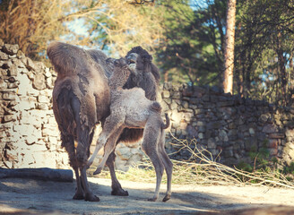 Bactrian camel family. Camel and camel colt playing on farm, outdoors.