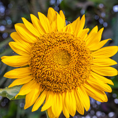 Naklejka premium A Closer look of Sunflower