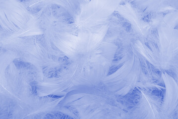 Purple feather as  background, top view.