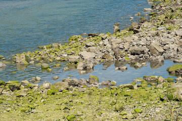 Cantabrian coast. Close up of small rocks with water moss, close to the water.