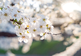 cherry blossom in spring