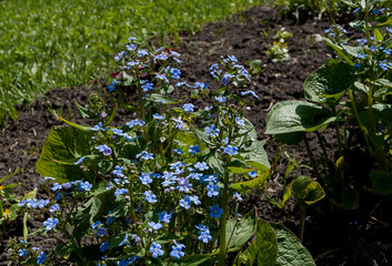 blue flowers  and green leaves in spring garden