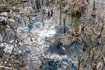 forest kake with sunny rays covered branches