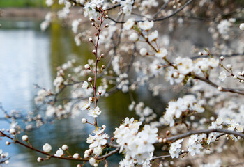 cherry blossom in spring near lake