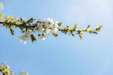 branch of beautiful old apple tree blooms in autumn on a background of blue sky on a sunny day