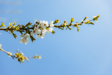 Apple tree blooms in April