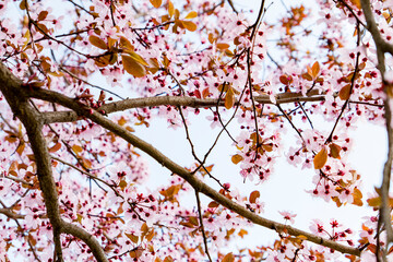 pink blossom in spring opposite blue sky