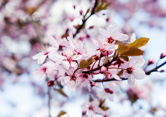 pink cherry blossom in spring