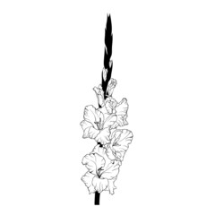 Hand drawn line art gladiolus flower - obrazy, fototapety, plakaty