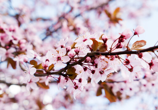 cherry pink blossom in spring with bkue sky in fruit garden