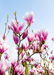 Fototapeta na wymiar pink magnolia flowers against blue sky