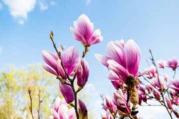 pink and white magnolia flowers in the field on the blue sky