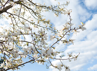 white magnolia blossom against blue sky