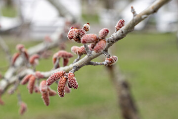 Young aspen earrings and leaves bloom from buds on tree branches in spring in the city.