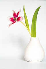 Tulpe | Vase