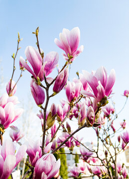 pink magnolia flowers against blue sky © Tetatet