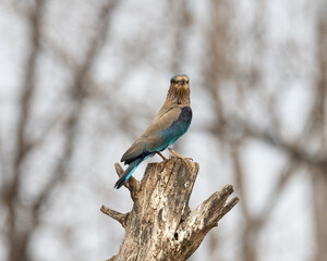 Indian Roller sitting on a tree with the nice soft background
