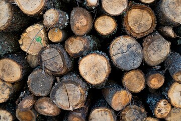 Close-up of trees stacked on top of each other