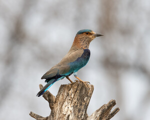 Indian Roller sitting on a tree with the nice soft background